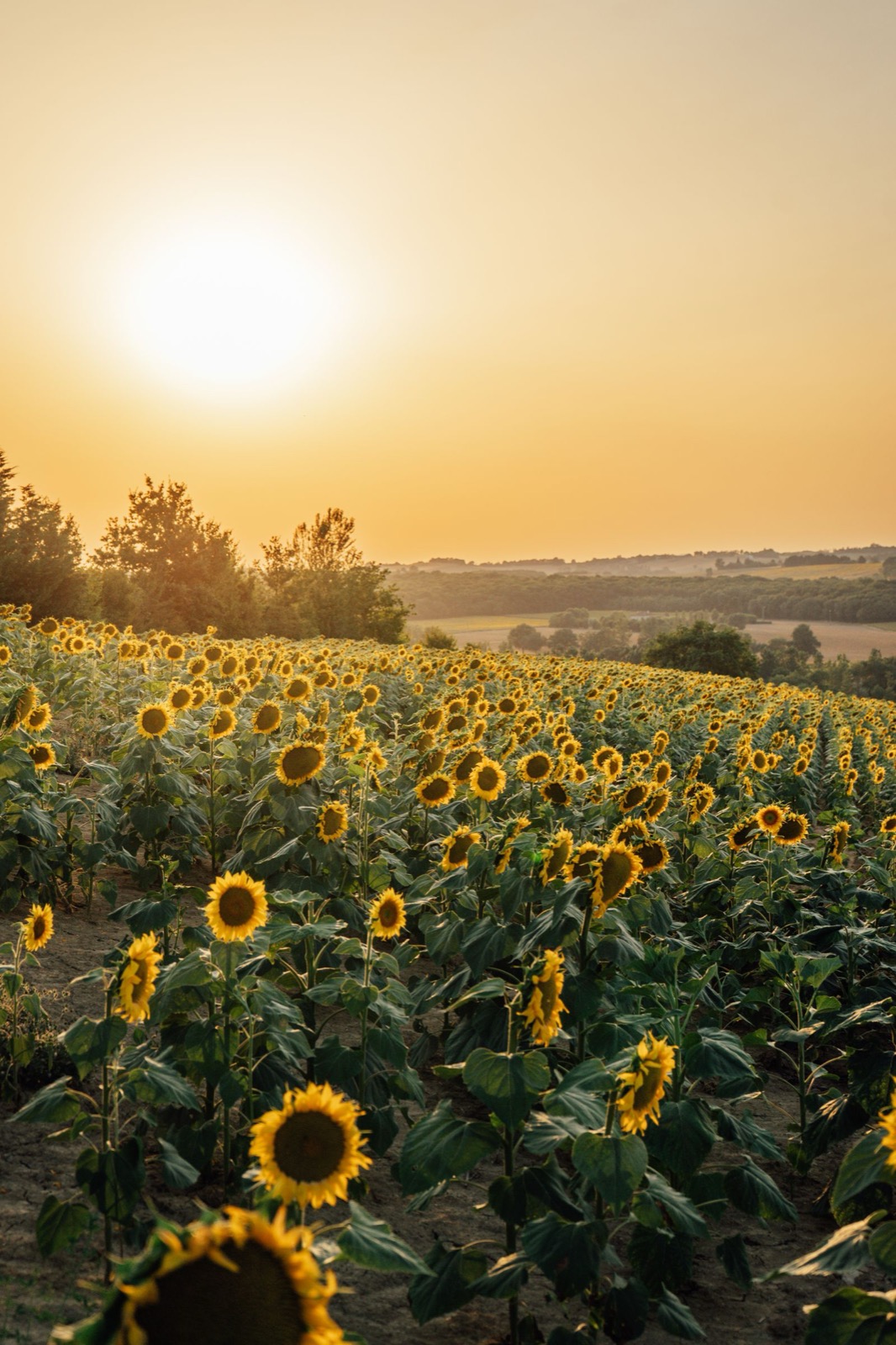Champ de tournesols au couchant sur la route de Fleurance