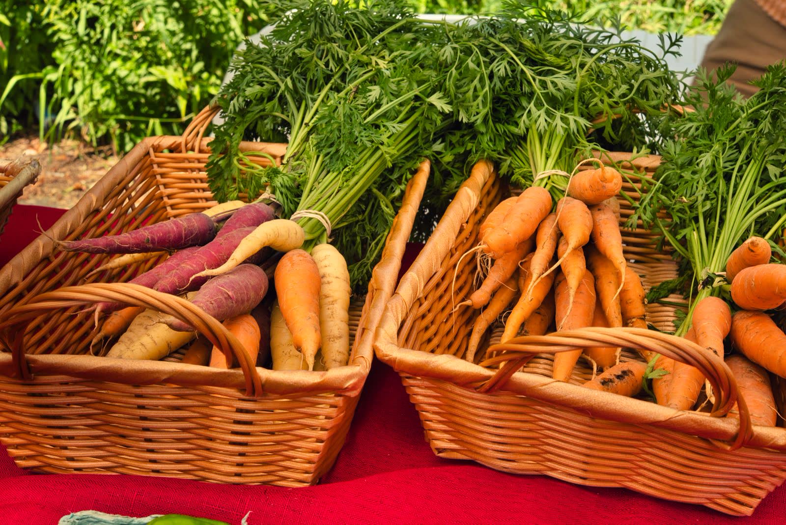 Bottes de carottes en paniers d'osier
