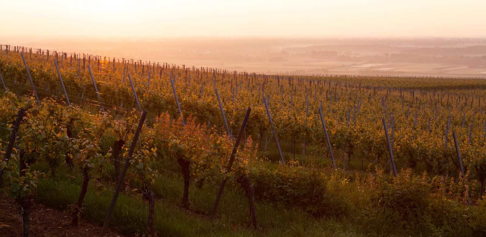 Rangs de vigne au couchant sur les coteaux